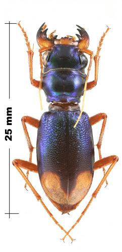 Grammognatha euphratica armeniaca